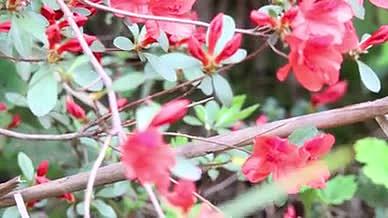 春天紫藤花杜鹃花玫瑰花实拍视频视频的预览图